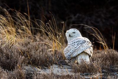 Snowy Owls Sadness in New Hampshire